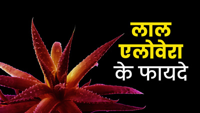 लाल एलोवेरा का जूस पीने से सेहत को मिलेंगे ये 5 फायदे