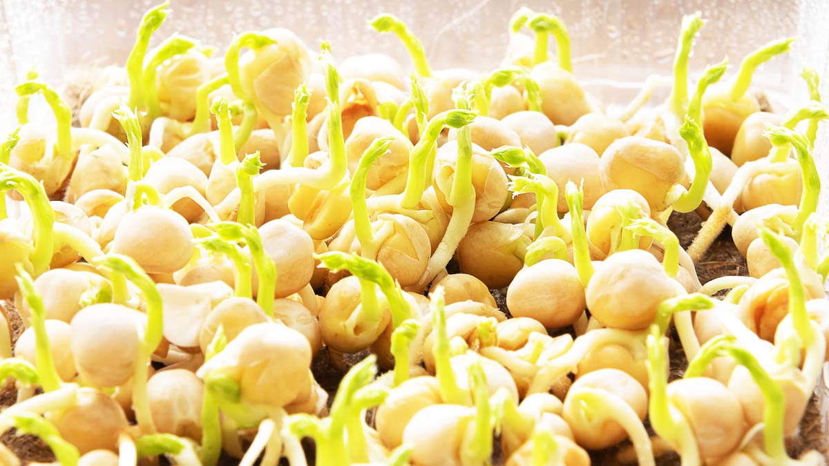 Sprouts health benefits