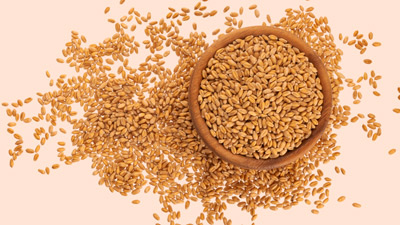 गेहूं का पानी पीने शरीर को मिलते हैं कई फायदे