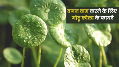 वजन कम करने के लिए बहुत फायदेमंद हैं गोटू कोला की पत्तियां, जानें सेवन का तरीका