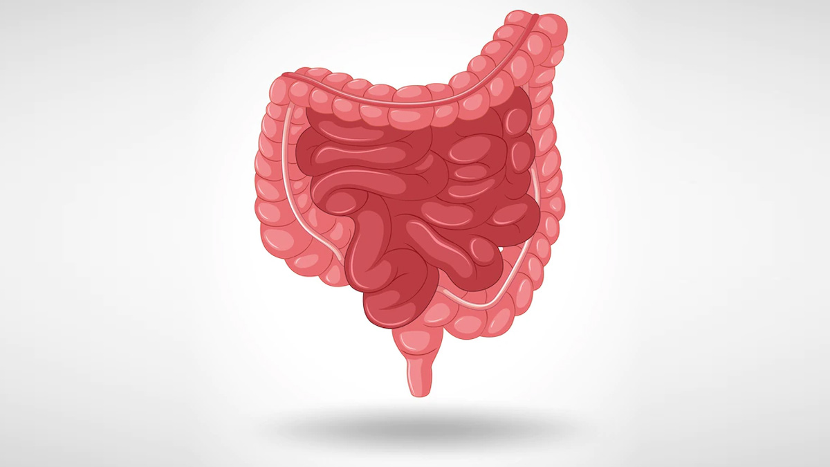 Gut Health: Here’s How To Improve It