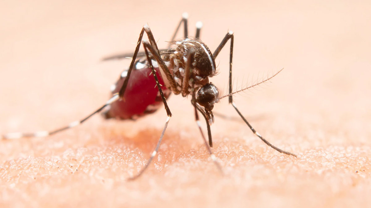 Chikungunya Virus Infection: Know About Its Transmission And Treatment