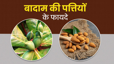बहुत फायदेमंद होती हैं बादाम की पत्तियां, जानें इनका इस्तेमाल