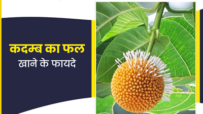 डायबिटीज और पेट की समस्याओं में बहुत फायदेमंद है कदम्ब का फल, जाने कैसे करें सेवन