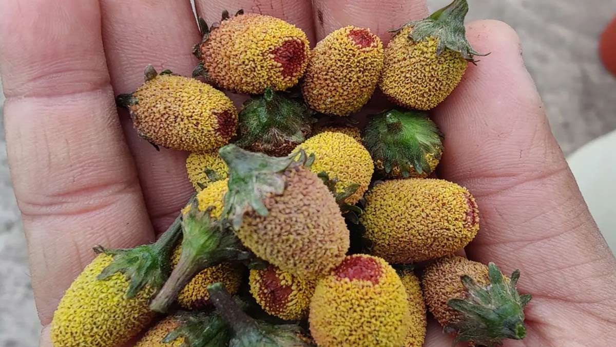 Benefits of Akarkara