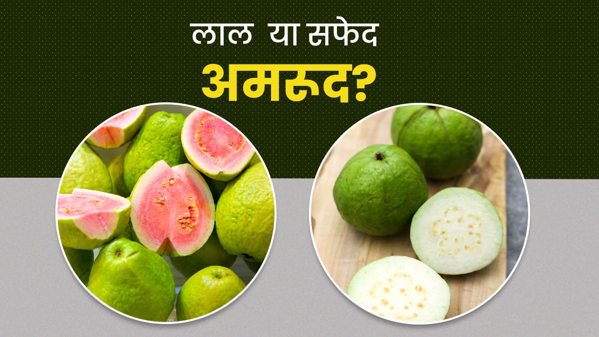 Red vs White Guava: लाल या सफेद अमरूद, सेहत के लिए कौन सा है अधिक फायदेमंद?