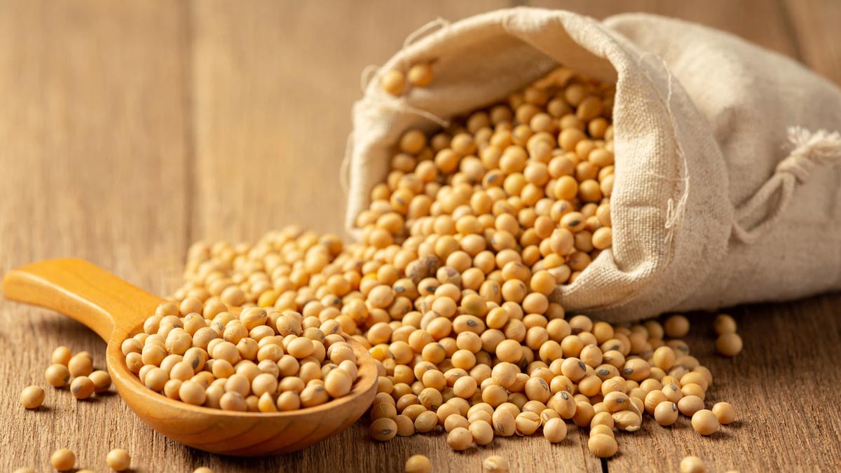 soybean