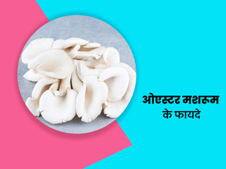 ओएस्टर (ढींगरी) मशरूम खाने से सेहत को मिलते हैं कई जबरदस्त फायदे, एक्सपर्ट से जानें क्यों माना जाता है पौष्टिक