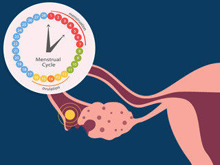 Ovulation: ओवुलेशन क्या है? जानें पीरियड्स और प्रेग्नेंसी इससे कैसे जुड़े हैं