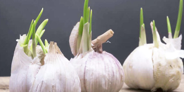  Sprouted-Garlic-Benefits