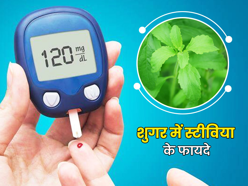 डायबिटीज में चीनी की जगह Stevia (मीठी तुलसी) का प्रयोग कितना सुरक्षित है? जानें एक्सपर्ट से 