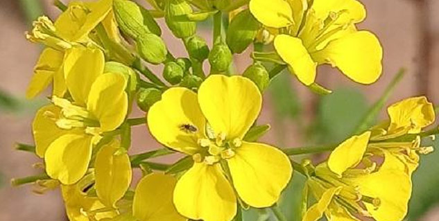 Inside1mustardflower