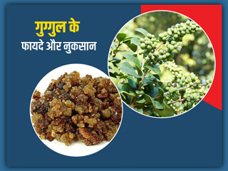 आयुर्वेद के अनुसार सेहत के लिए वरदान है गुग्गुल, जानें इसके 5 फायदे और ज्यादा सेवन के कुछ नुकसान