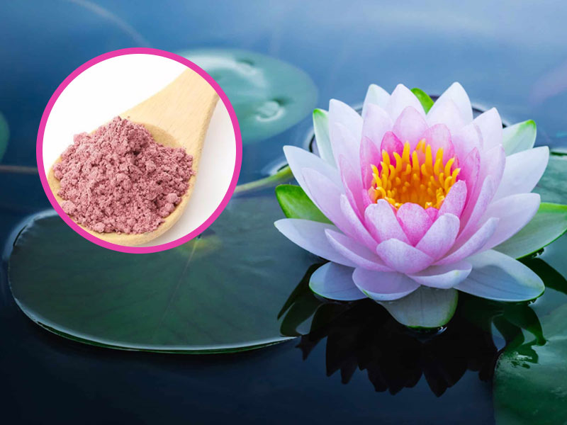 Lotus Petal Powder: कमल की पंखुड़ियों से बनाएं ये खास पाउडर, बालों की कई समस्याएं दूर करने में है उपयोगी