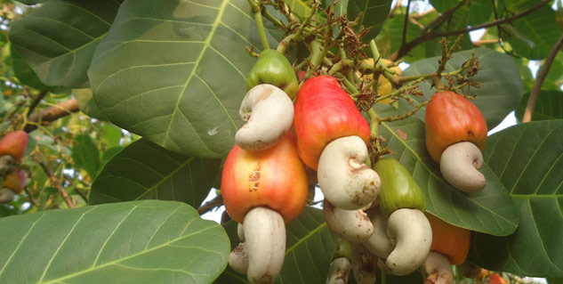 diabetes and cashew