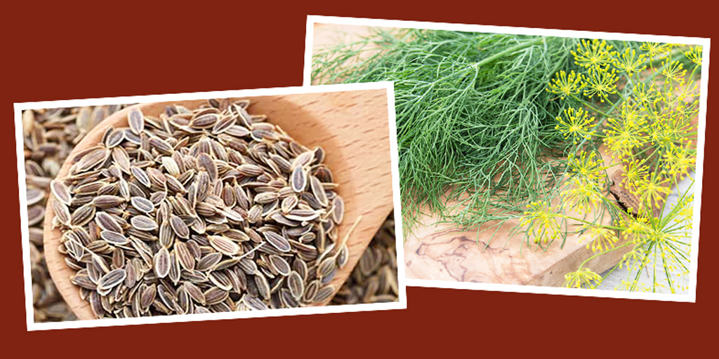 सोआ (सोवा) के बीज के फायदे Soa ki Sabji Beej ke Fayde Dill Seeds in