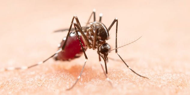 Dengue-Malaria-Flu-Symptoms