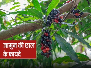 जामुन की छाल दूर कर सकती है आपकी ये 6 समस्याएं, आयुर्वेदाचार्य से जानें कैसे करें प्रयोग