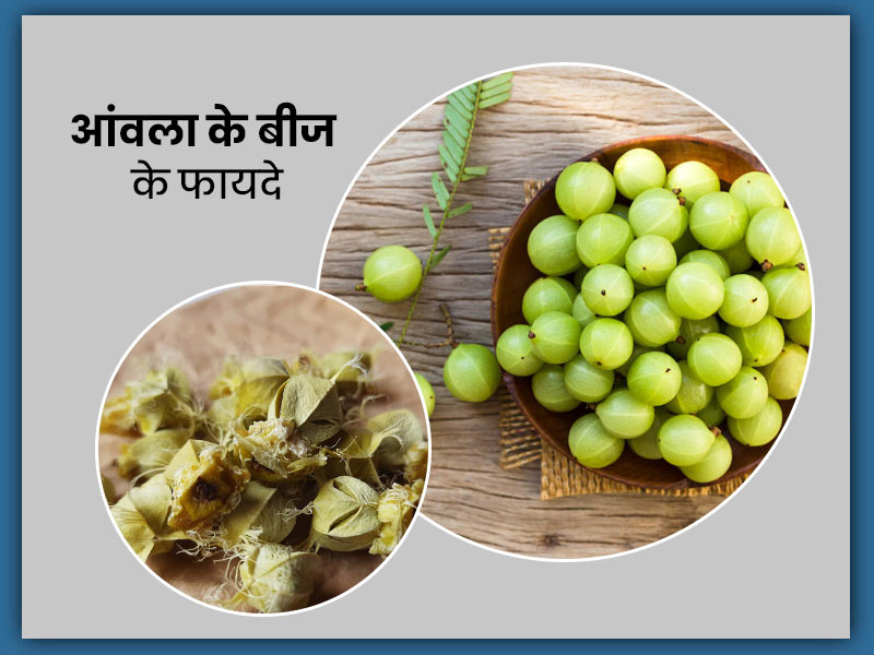 आंवला के बीज के फायदे: सिर्फ आंवला ही नहीं इसके बीज भी हैं सेहत के लिए फायदेमंद, जानें उपयोग का तरीका