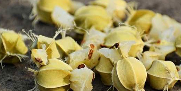 Amla-Seed-Benefits