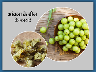 आंवला के बीज के फायदे: सिर्फ आंवला ही नहीं इसके बीज भी हैं सेहत के लिए फायदेमंद, जानें उपयोग का तरीका