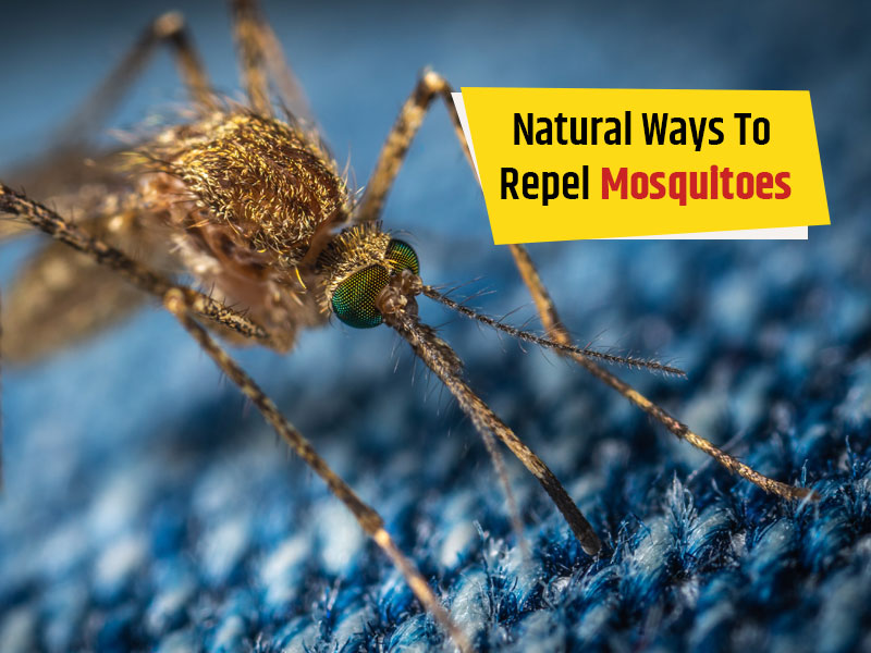 What repels deals mosquitoes naturally