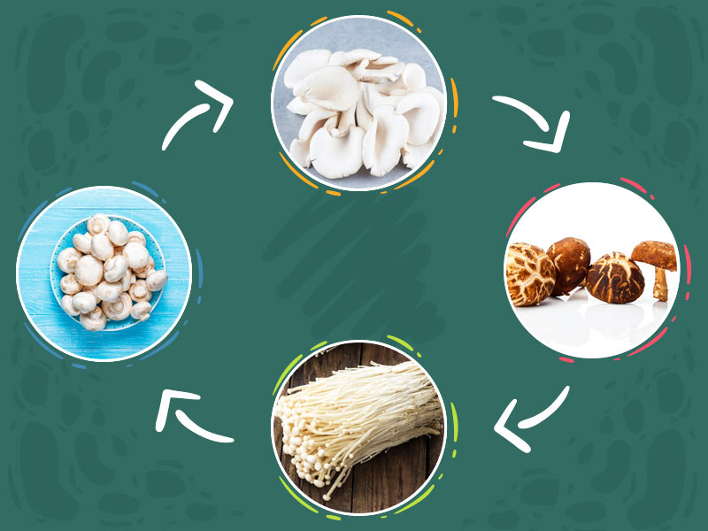 Mushroom Guide 101: Types of Mushroom and Their Health Benefits