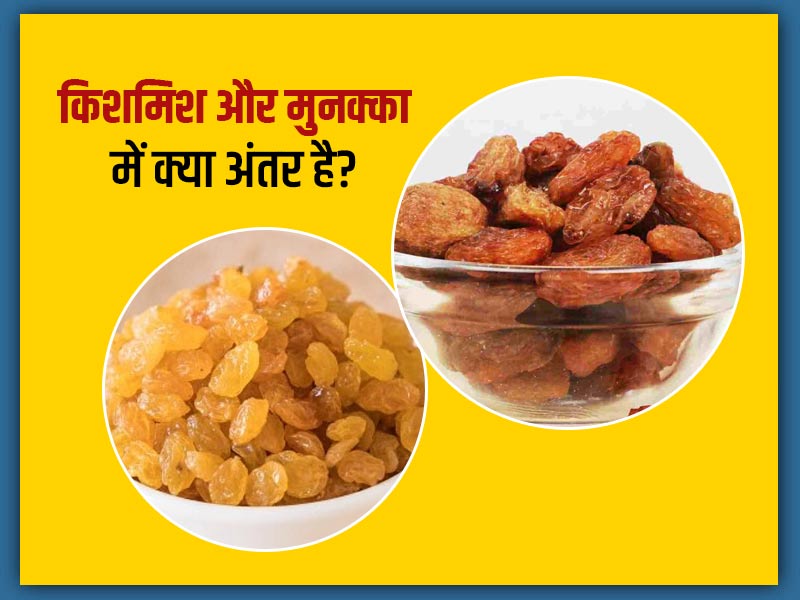 किशमिश और मुनक्का में अंतर: जानें कौन है सेहत के लिए अधिक फायदेमंद और क्या हैं इन्हें खाने के फायदे 