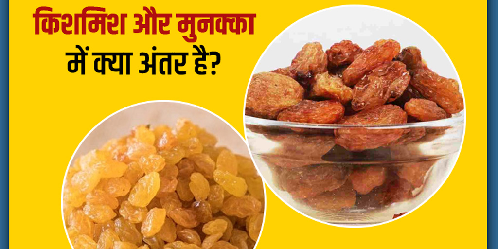 Difference Between Raisins and Munakka in Hindi किशमिश और मुनक्का में