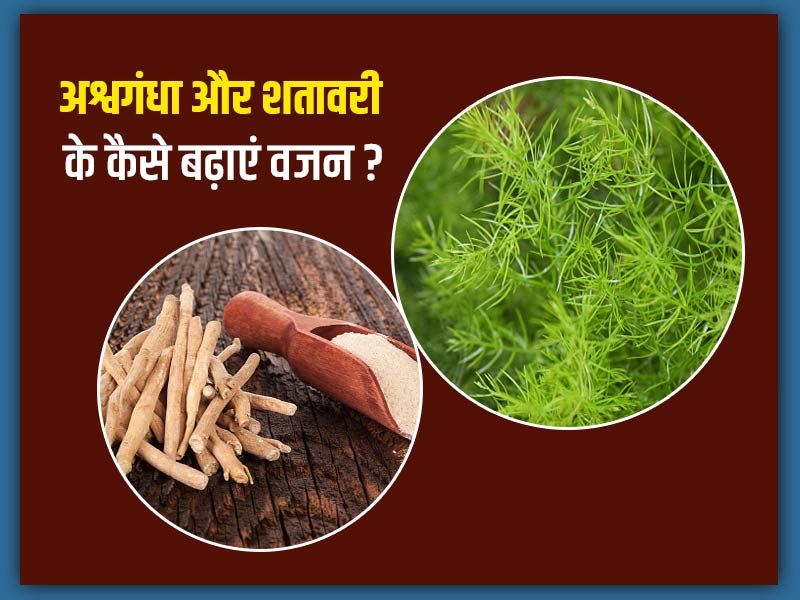 दुबले-पतले लोगों का वजन बढ़ाने में फायदेमंद हैं अश्वगंधा और शतावरी, जानें इस्तेमाल का तरीका