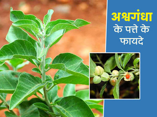 अश्वगंधा के पत्ते के फायदे: सुबह खाली पेट दूध के साथ अश्वगंधा के पत्ते खाने से मिलते हैं ये 7 फायदे