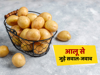 हरे आलू का सेवन करना सहीं हैं? क्या आलू खाने से वजन बढ़ सकता है? जानें आलू से जुड़े 6 सवाल जवाब