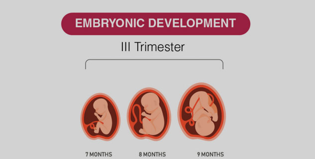 third semester pregnancy