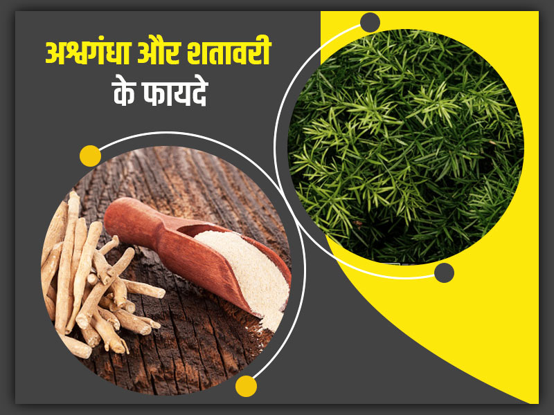 अश्वगंधा और शतावरी के फायदे: इन 5 परेशानियों को दूर करते हैं अश्वगंधा और शतावरी, जानें प्रयोग का तरीका