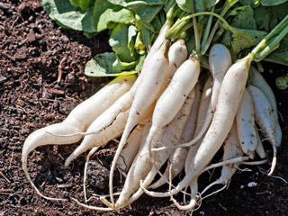 मूली खाने के बाद क्या नहीं खाना चाहिए? जानें ऐसी 5 चीजें जो हो सकती हैं नुकसानदायक