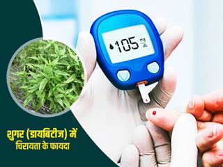 शुगर (डायबिटीज) में चिरायता का उपयोग कैसे करें? जानें इस्तेमाल के 5 तरीके और फायदे