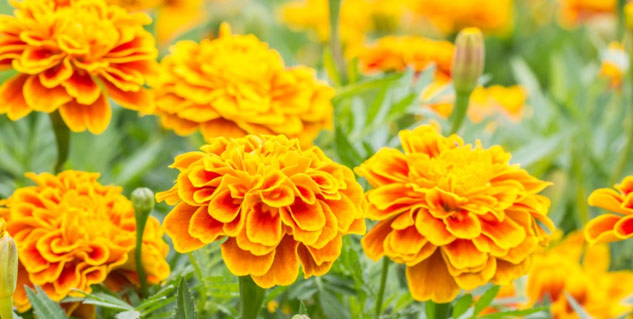 Insidemarigold