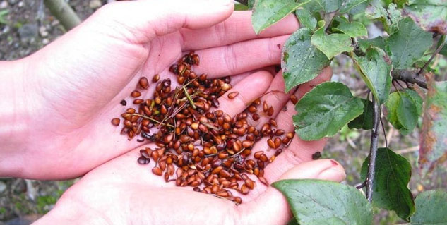 apple seeds side effects