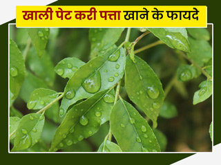 खाली पेट करी पत्ते चबाने से सेहत को मिलते हैं ये 5 फायदे, एक्सपर्ट से जानें कुछ सावधानियां