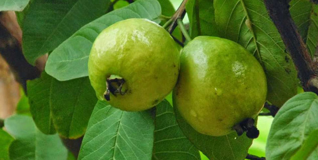guava questions