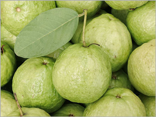 अमरूद कब खाना चाहिए? एक्सपर्ट से जानें अमरूद से जुड़े 5 सवालों के जवाब 