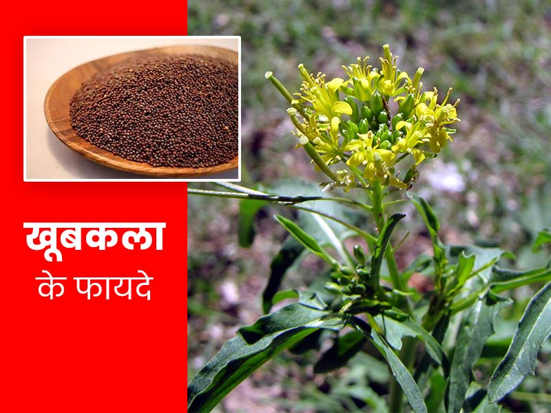 Khubkala Seeds Benefits: खूबकला के बीज से दूर होती हैं ये 7 समस्याएं, जानें सेवन का तरीका