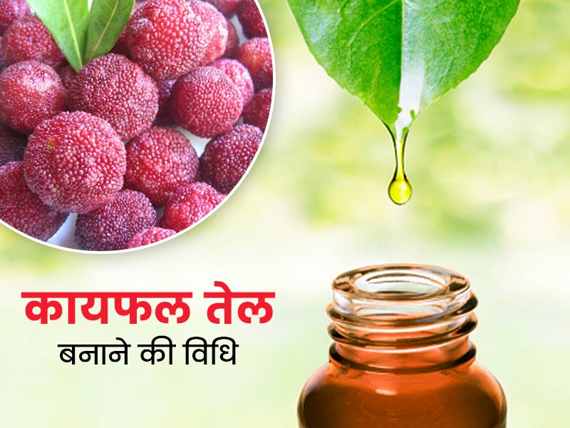 6 परेशानियों को दूर करने में है लाभकारी कायफल का तेल, जानें इसे बनाने की विधि