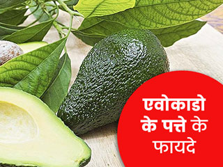 पेट की समस्याओं को दूर करने में मददगार है एवोकाडो के पत्ते, जानें इसके सेवन का तरीका और फायदे