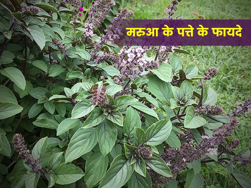 Marua Leaves Health Benefits How To Consume In Hindi 