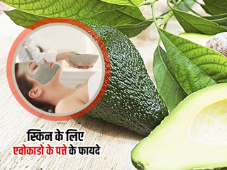 एवोकाडो के पत्ते से पाएं खूबसूरत और ग्लोइंग स्किन, जानें फेसपैक बनाने का तरीका और इस्तेमाल के फायदे