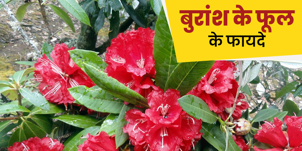 Buransh Flower Health Benefits How To Consume In Hindi Buransh Flower Health Benefits How To Consume In Hindi