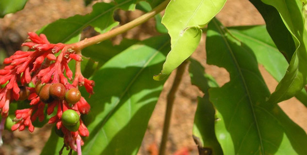 sarpagandha side effects