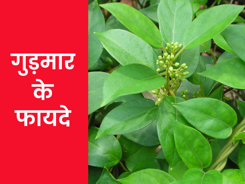ब्लड शुगर लेवल को कंट्रोल करने में मददगार है गुड़मार, एक्सपर्ट से जानें इसके आयुर्वेदिक फायदे