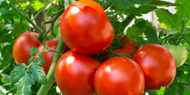 tomato for skin
